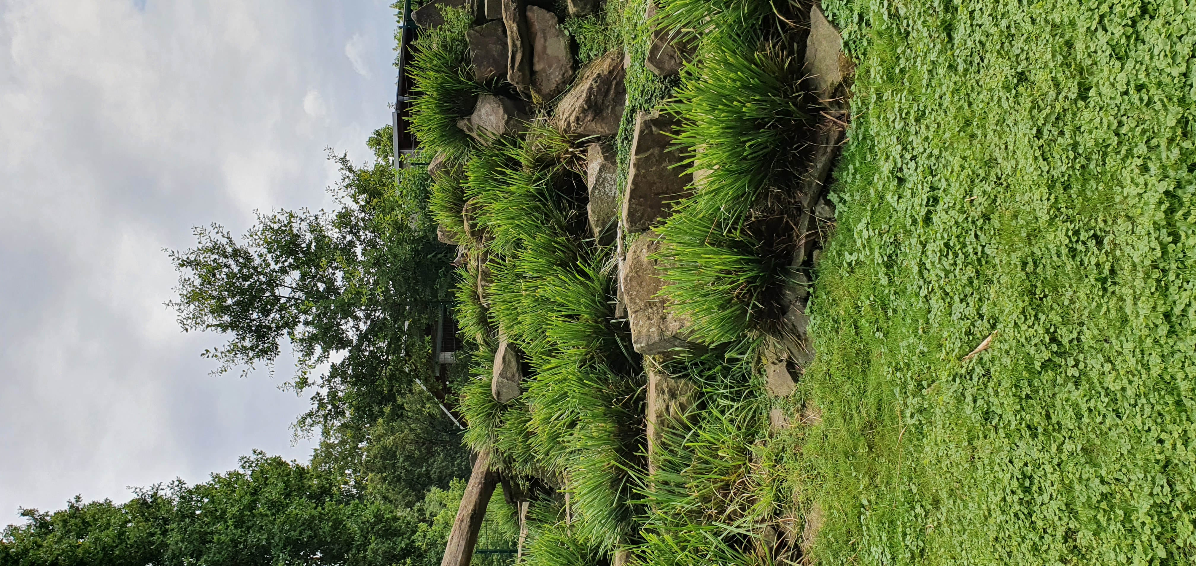 Tier versteckt Konzentration: Tier gesucht